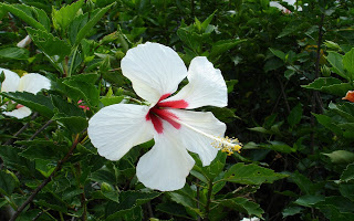 Hibiscus Flower HD Wallpapers Free Download