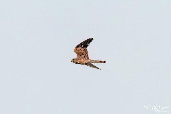 Kestrel