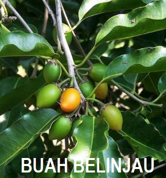 Anim Agro Technology: BUAH BELINJAU - ENAK DIMAKAN?