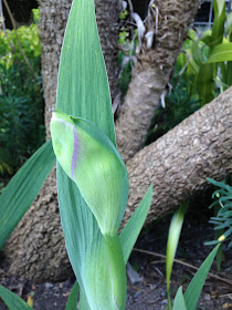 Iris 'Edith Wolford' flower bud