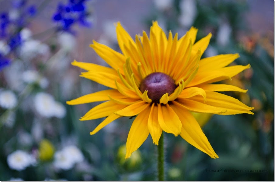 Black Eye Susan Double FlowerPatchFarmhouse.com.com (32 of 51)