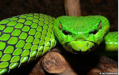 Gumbrecht's Green Pit Viper