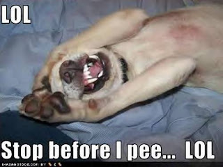 Dog Funny Picture