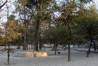 Trees at Tatiya Sthan Vrindava 1