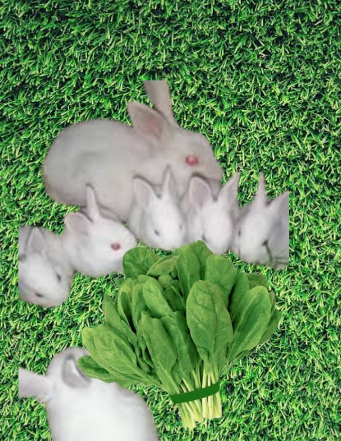 Can Rabbits Eat Spinach? Benefits and Risks for Rabbits 