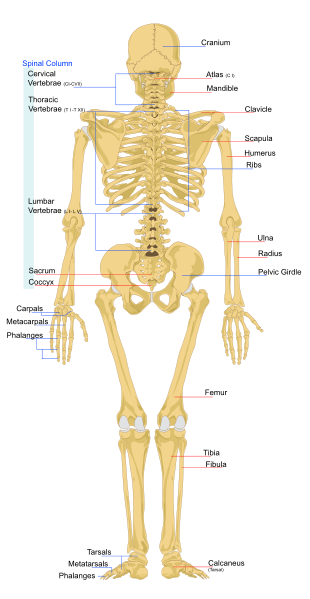 [310px-Human_skeleton_back_en_svg.png]