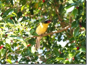 Cropped Fig Bird