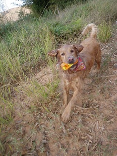Rota Cãotural (175)