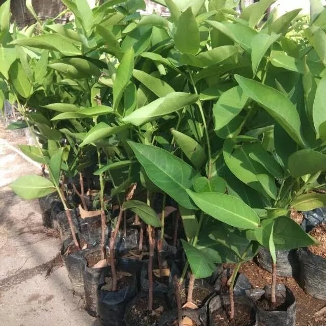bibit jambu kiojok tanaman super manis mudah tumbuh Jawa Timur