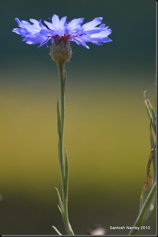 Flower NISTADS