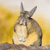 The Sleepy Viscacha: The Internet’s Newest Meme Animal 