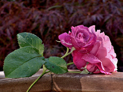 foto de dos rosas rosadas