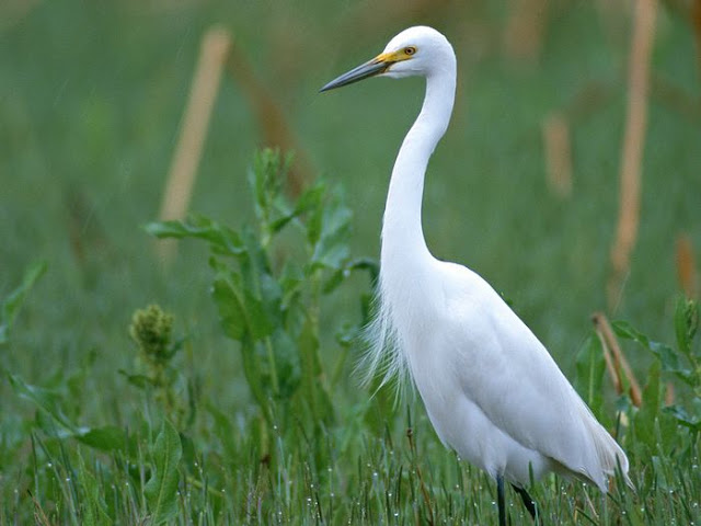 White Big Bird Wallpaper