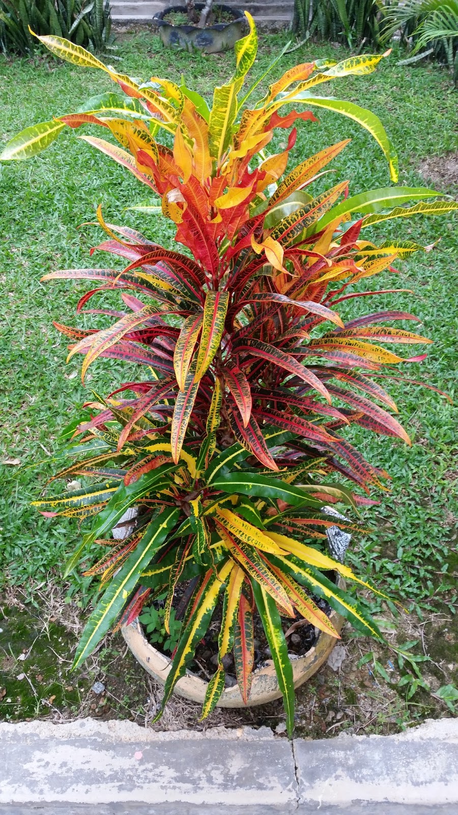 Warisan Petani Pokok Puding  