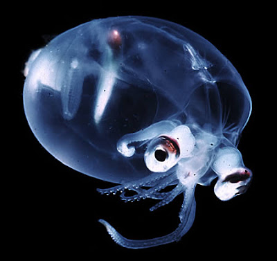 10 amazing transparent animals on earth