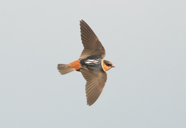 Cave Swallow - SW 216th Street & Ronald Raegan Turnpike, Florida