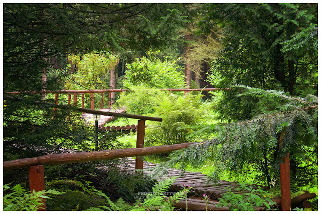 W leśnym arboretum nieopodal Lądka Zdroju