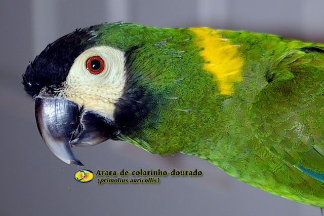 Resultado de imagem para arara-de-colarinho-dourado-primolius.html