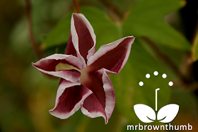 'Chocolate Rose Silk' Japanese Morning Glory