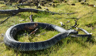 Tiger Snake