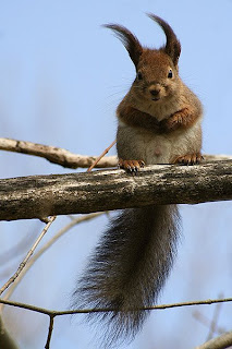 squirrel pets animal wallpaper