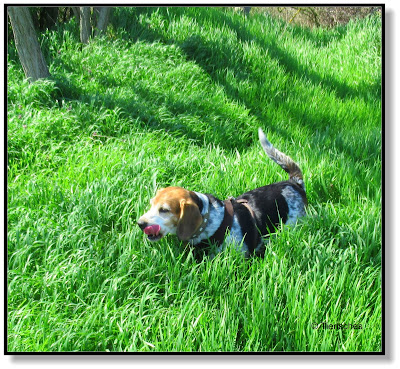 frecher Beagle