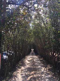 caminho de terra cheio de árvores em volta formando um corredor verde
