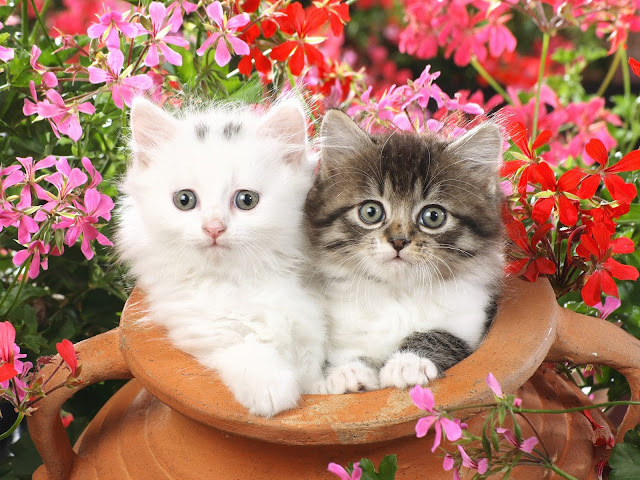 Cute Kittens HD Wallpaper Free Download