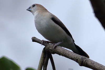 Indian Silverbill