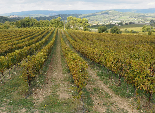 Прованс, Франция – виноградник (Provence, France – Vineyard)