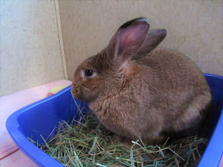 Rabbit in a litter box