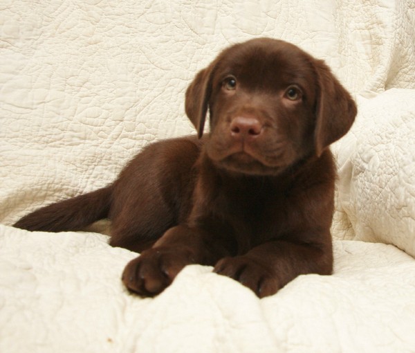 AKC Chocolate Lab Puppies For Sale Near Me Craigslist