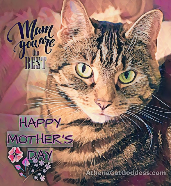 Mother's Day Cat Art Graphic