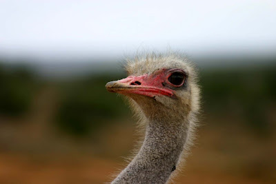 Head of Ostrich