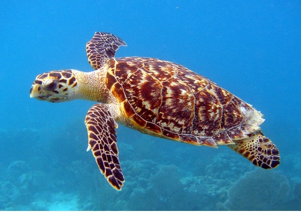 Hawksbill sea turtle is extinct animals
