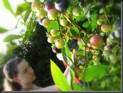 Blueberries 2010 013