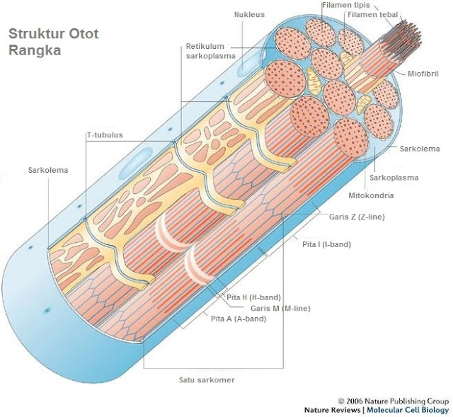 struktur otot rangka