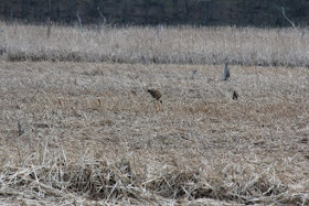 one, or two, sandhill cranes plus a tree stump in marsh grass
