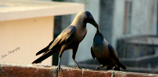 Beautiful Crow Love HD Wallpapers Free Download