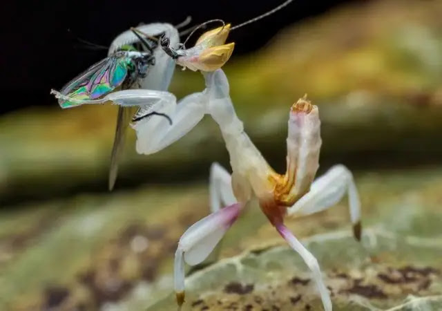 The Orchid Mantis: Nature's Living Flower