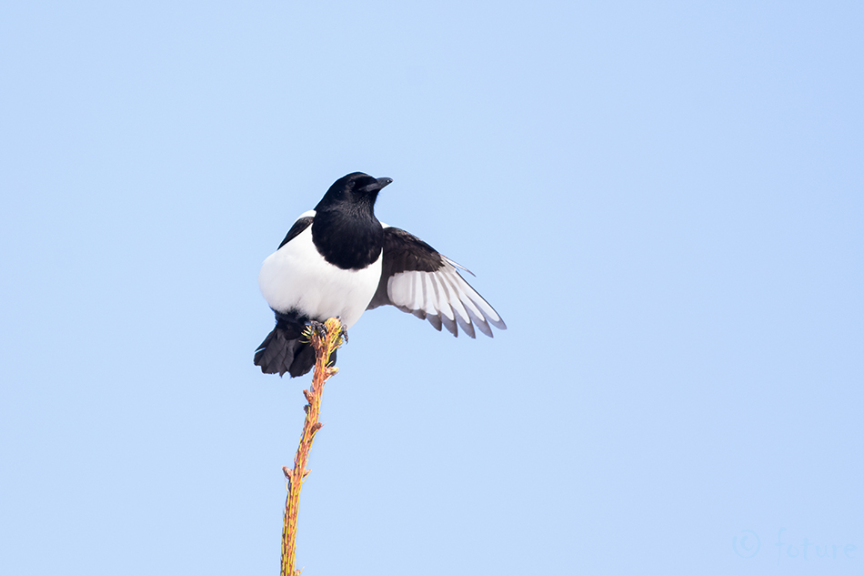 Harakas, Pica pica fennorum, Northern magpie, Eurasian, Common