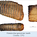  1.2 मिलियन वर्ष पुराने मैमथ के डीएनए को क्रम में लगाया गया /1.2 Million Years Old Mammoth DNA sequenced 