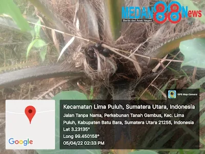 pamatauan awak media 88news diareal tersebut pada selasa 5 /04/2022 sekira pukul 14.30 Wib terlihat banyak sekali tumbuhan liar yang hidup diareal tbm tersebut seperti anak kayu,tukulan dan lainnya..