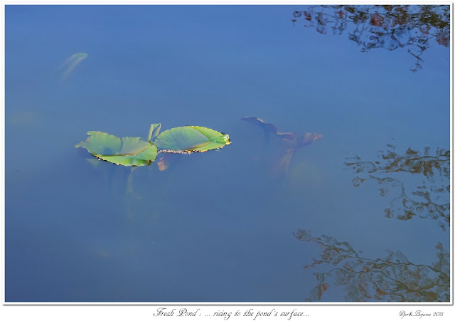 Fresh Pond: ... rising to the pond's surface...