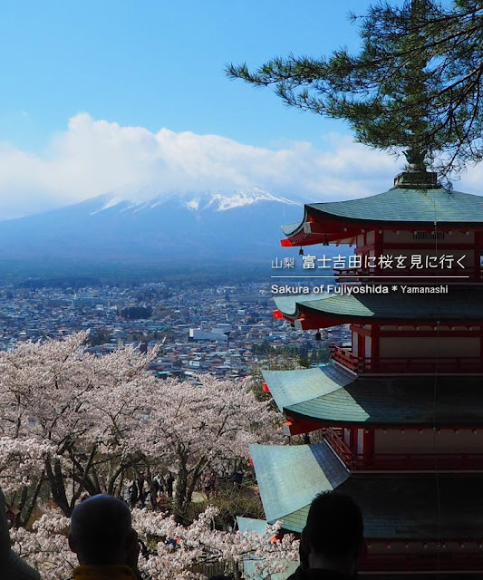 新倉山浅間公園の桜を見に富士吉田へ！