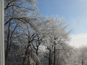 ice on trees