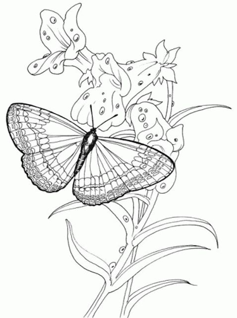 print butterfly coloring pages online