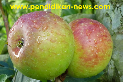 Kandungan Gizi Buah Apel