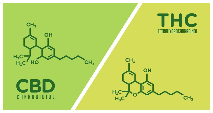 CBD vs THC What is the difference
