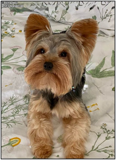 yorkshire terrier